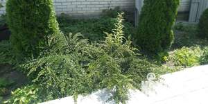 Дом 25м², 1-этажный, посуточно,