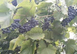 Дом 24м², 1-этажный, участок 7 сот.