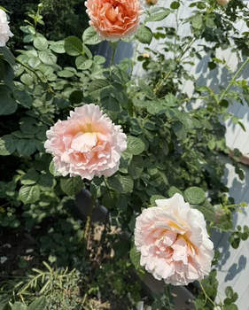 Дом 107м², 1-этажный, участок 4 сот.