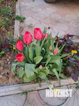 Дом 159м², 2-этажный, участок 7 сот.