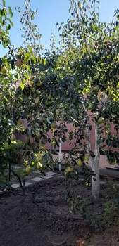 Дом 83м², 1-этажный, участок 3 сот.