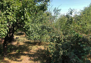 Дом 40м², 1-этажный, участок 6 сот.