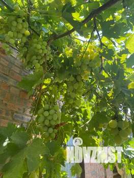 Дом 50м², 1-этажный, посуточно, 