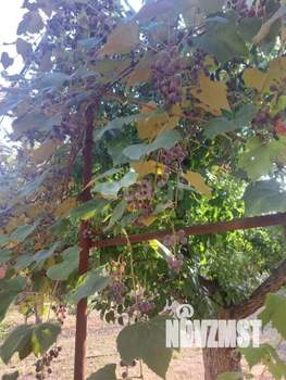 Дом 34м&sup2;, 1-этажный, участок 9 сот.  