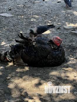 Дом 150м&sup2;, 1-этажный, участок 13 сот.  