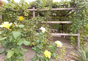 Дом 24м&sup2;, 1-этажный, участок 7 сот.  