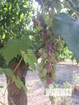 Дом 34м&sup2;, 1-этажный, участок 9 сот.  