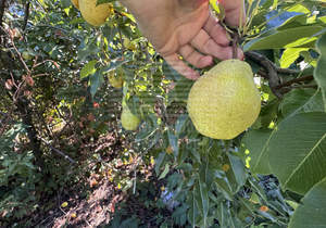 Дом 70м&sup2;, 1-этажный, участок 6 сот.  