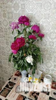 2-к квартира, посуточно, 48м2, 5/5 этаж